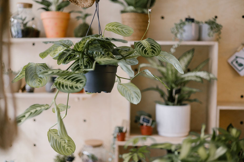 Un arrosage réussi pour vos plantes d&rsquo;intérieur !