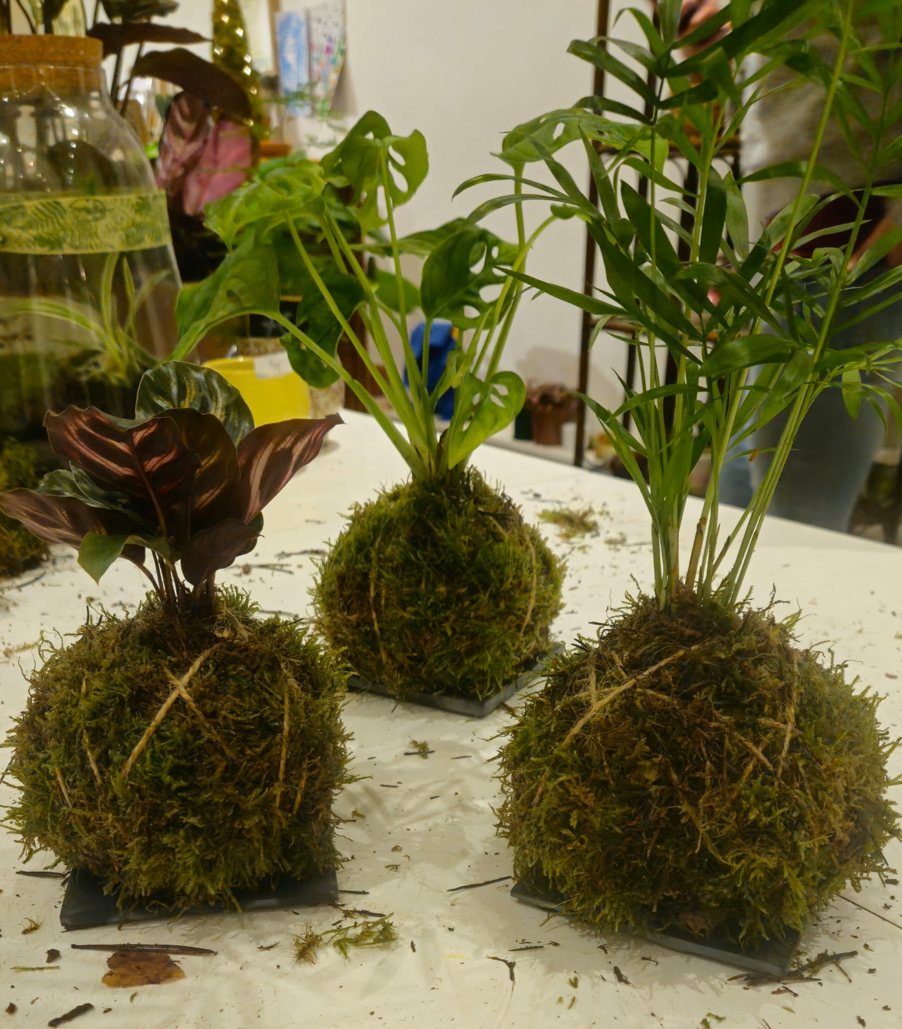 kokedama