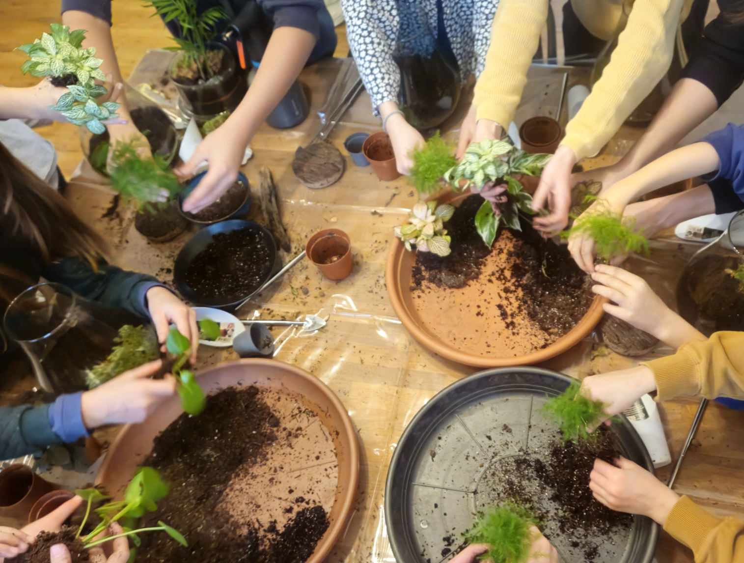 Soin Plantes