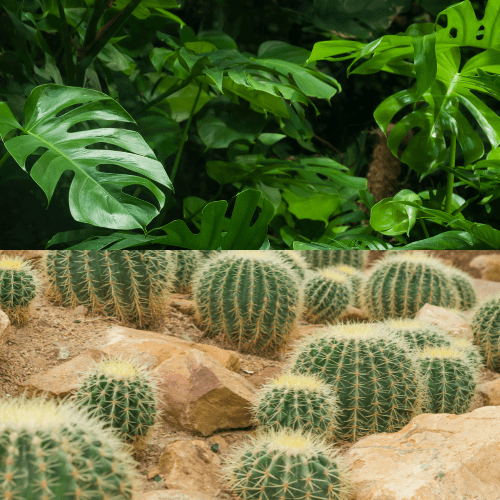 Une image divisée montrant en haut des feuillages luxuriants de plantes d'intérieur et en bas des cactus épineux sur un sol rocailleux.